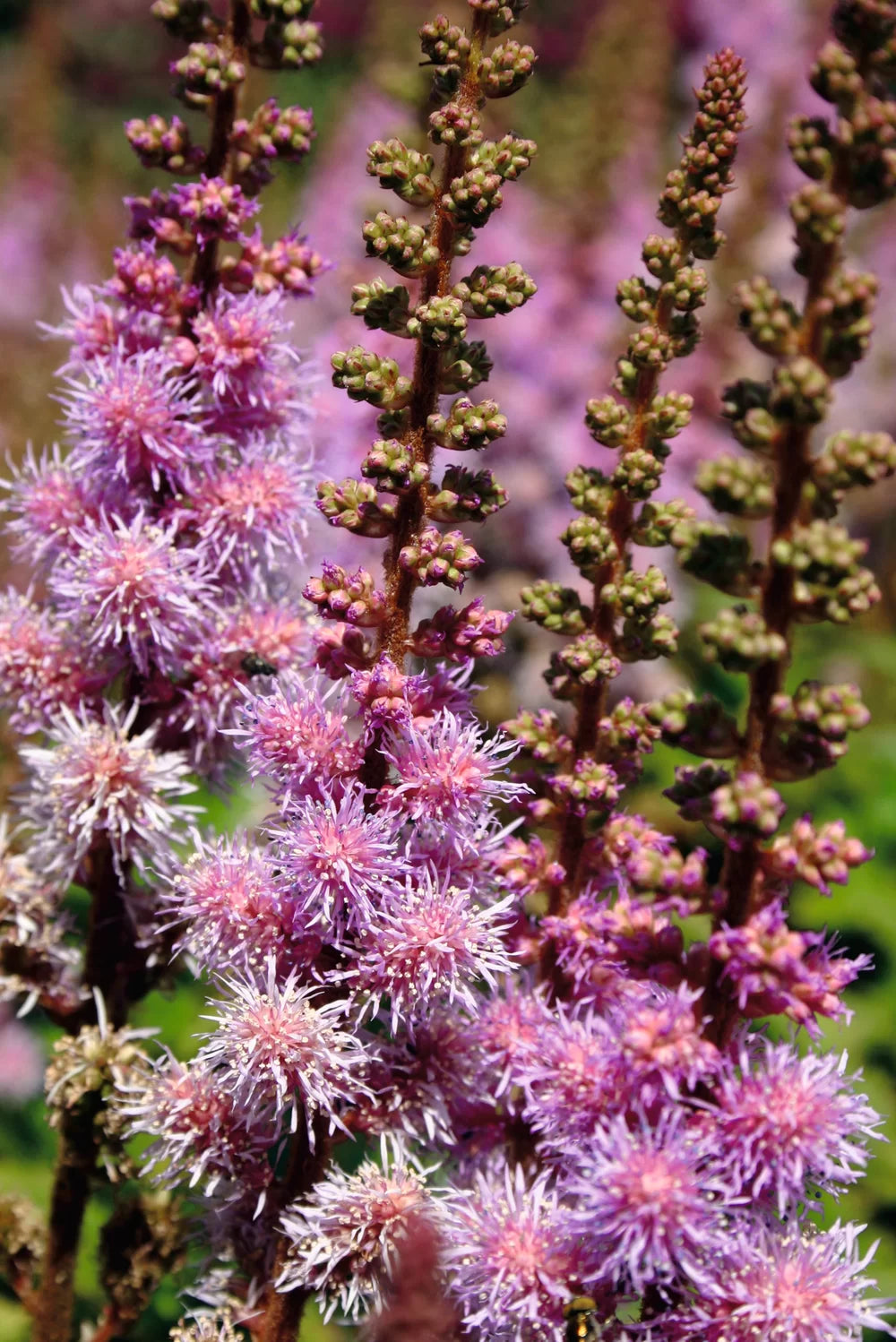 Astilbe Pumila Flower seeds for Planting Easy to Grow Heirloom & GMO Free Seeds for Home Garden
