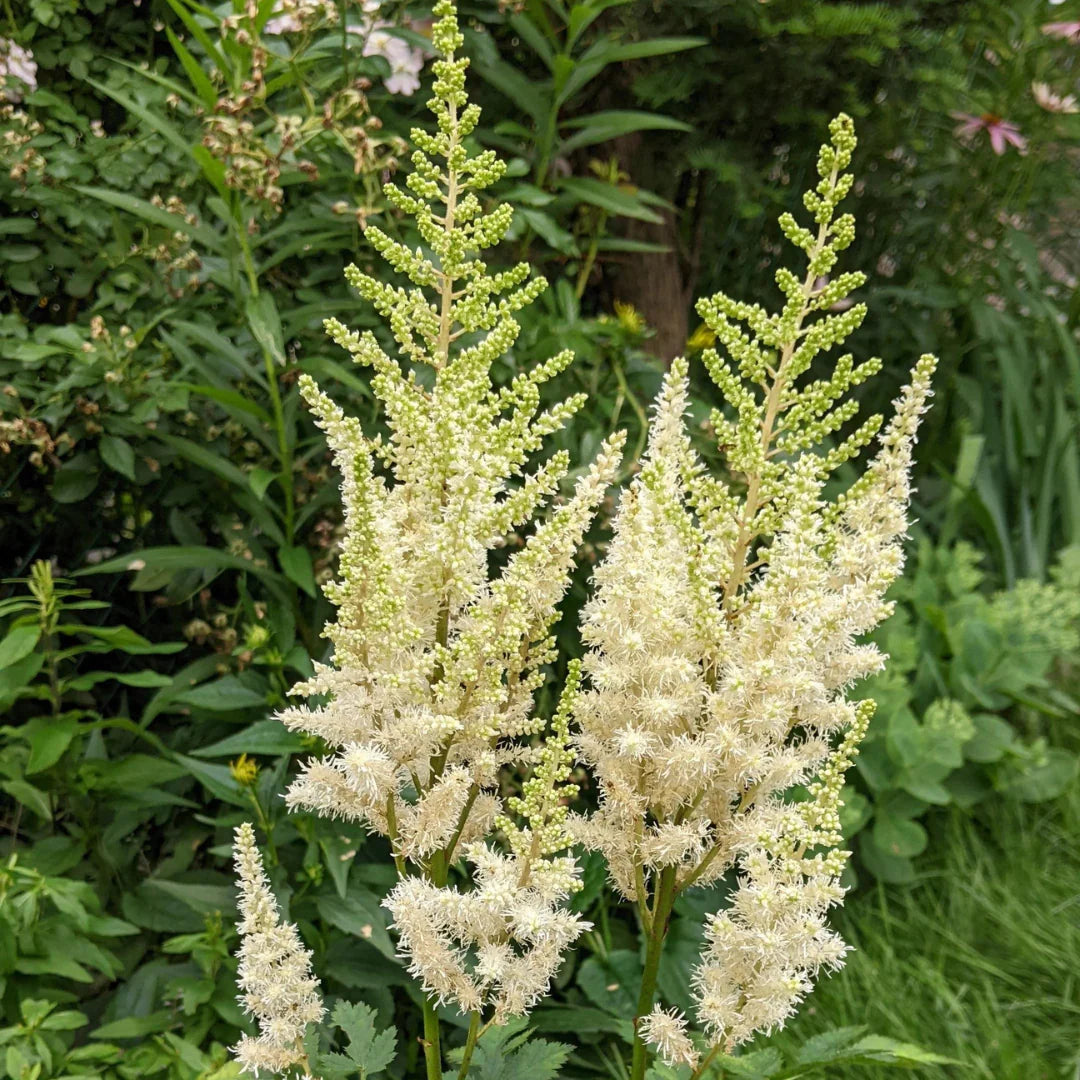 Yellow Astilbe Flower seeds for Planting - Pollinator Friendly, Heirloom & GMO Free Seeds for Home Garden