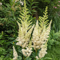 Yellow Astilbe Flower seeds for Planting - Pollinator Friendly, Heirloom & GMO Free Seeds for Home Garden