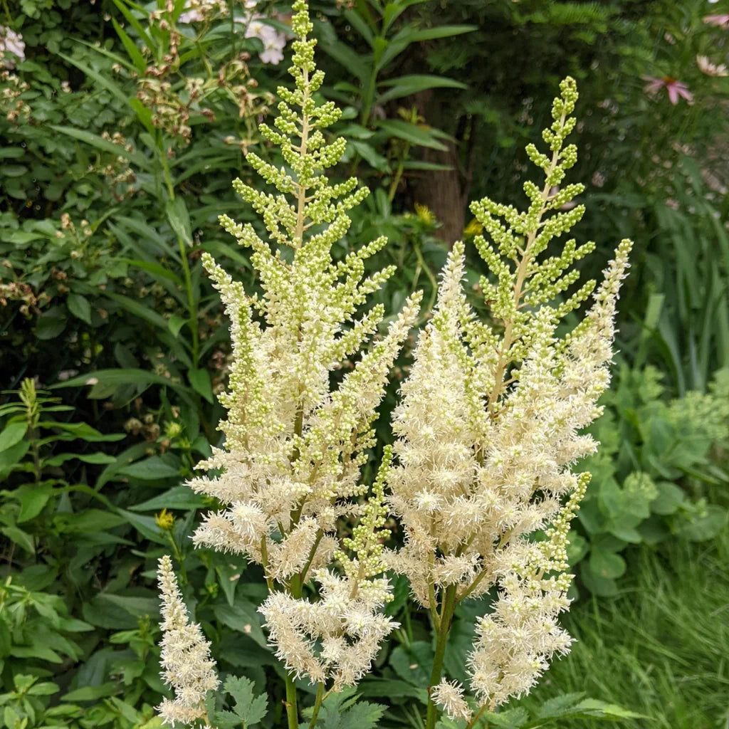 White Astilbe Flower Seeds for Planting - Perfect for Lush Garden