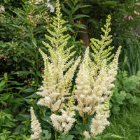 White Astilbe Flower Seeds for Planting - Perfect for Lush Garden