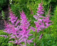 Astilbe Arendsii Flower seeds for Planting Pollinator Friendly Heirloom & GMO Free Seeds for Home Garden