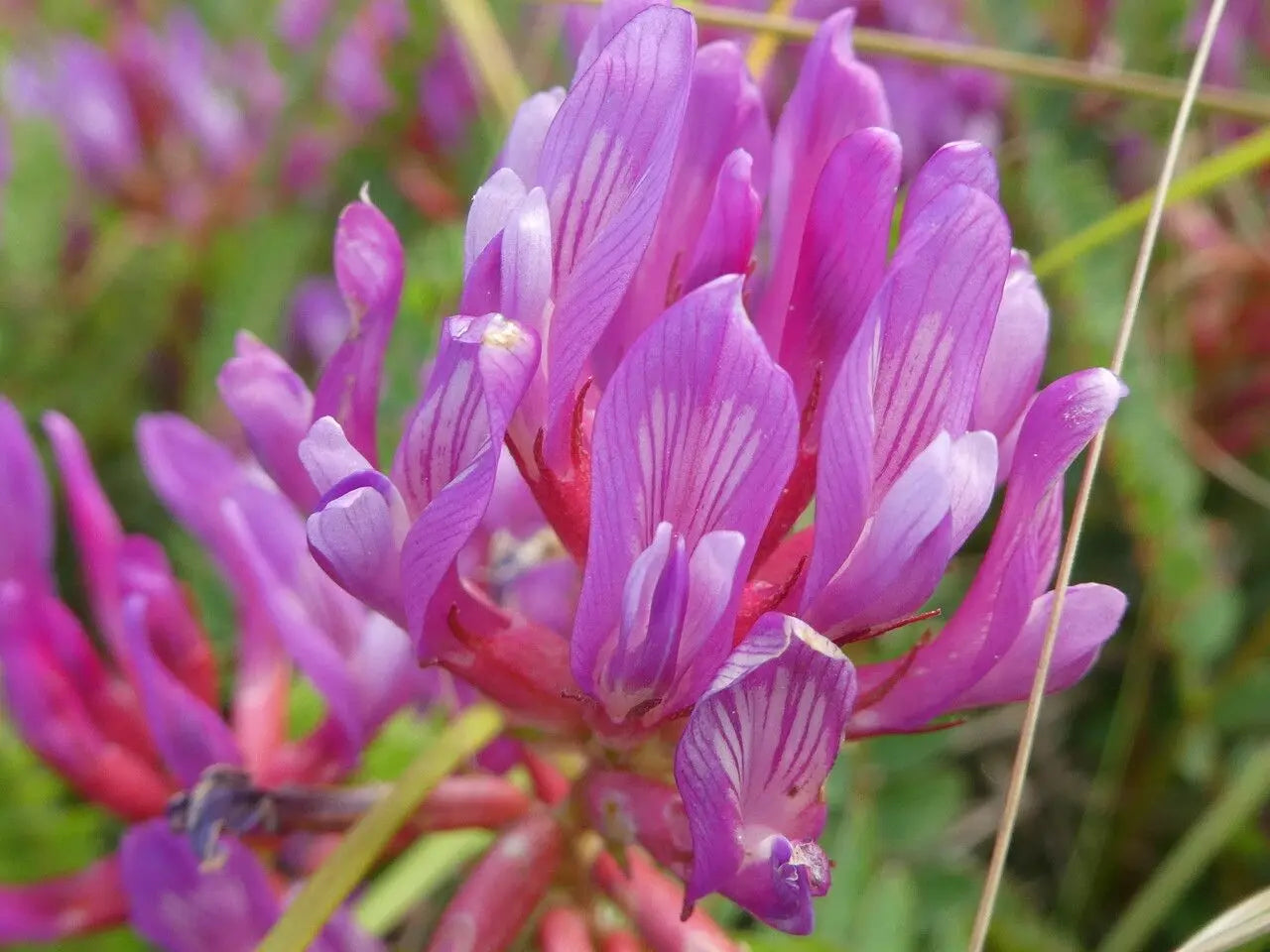 Non GMO Astragalus seeds with high germination