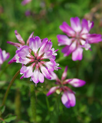 Astragalus Lavender Flower seeds for Planting - Garden Favorite, Heirloom & GMO Free Seeds for Home Garden