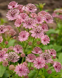 Non GMO pink Astrantia seeds