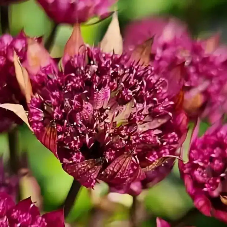 Masterwort Flower seeds for Planting - Garden Favorite, Heirloom & GMO Free Seeds for Home Garden