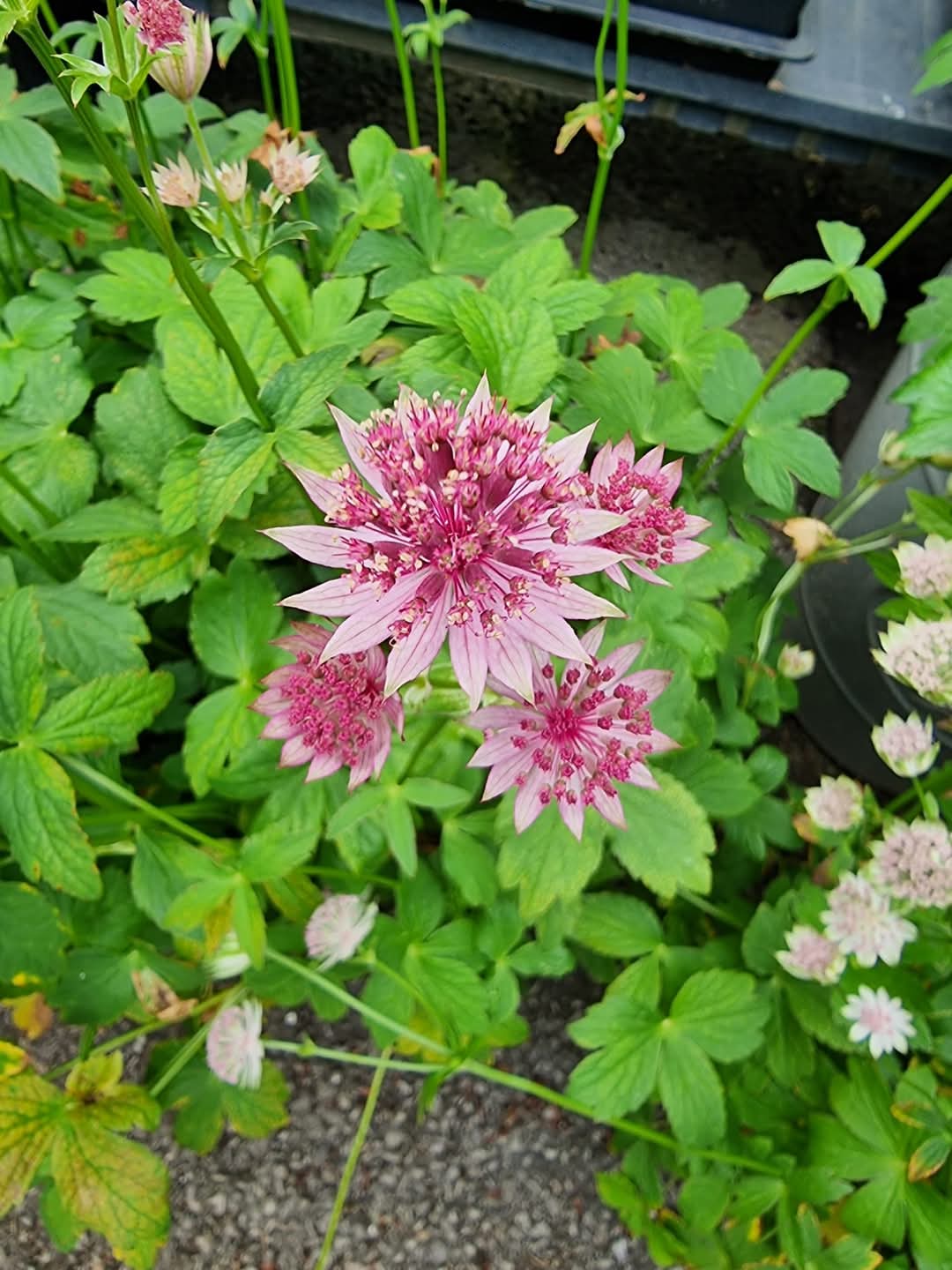 Astrantia Pincushion Flower seeds for Planting Perfect for Borders Heirloom & GMO Free Seeds for Home Garden