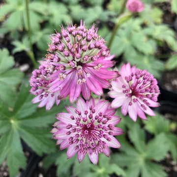Astrantia Masterwort Purple Planting Seeds