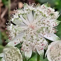 Blue Masterwort Seeds for Planting  Astrantia Major Flowers