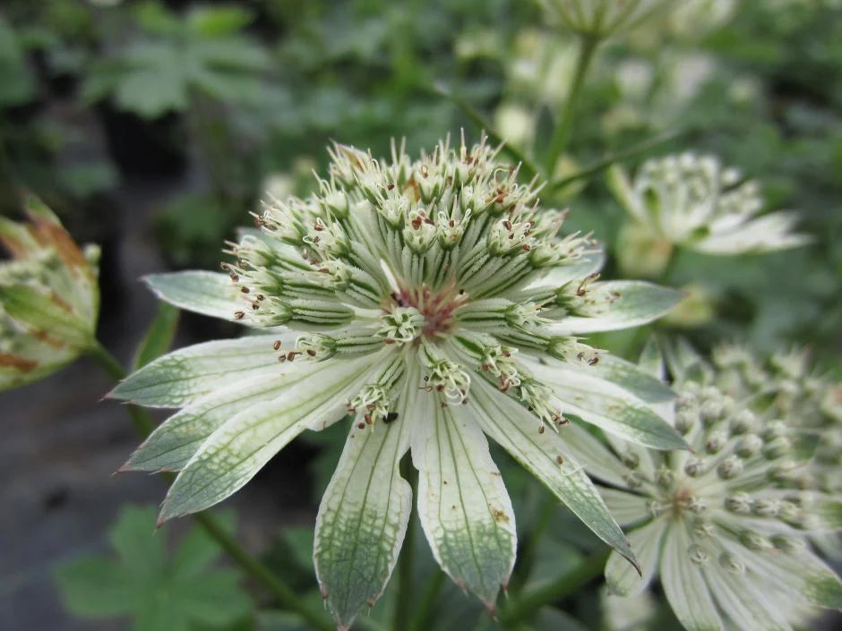 White Astrantia Flower seeds for Planting - Sun Loving, Heirloom & GMO Free Seeds for Home Garden