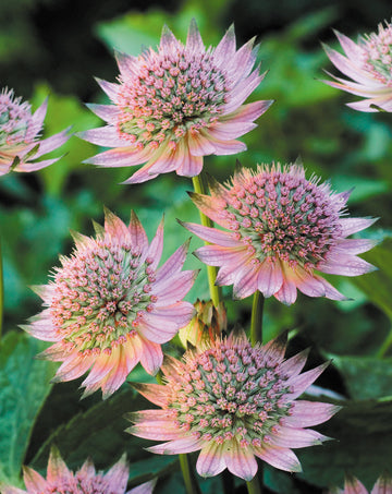 Astrantia Pincushion Flower seeds for Planting Perfect for Borders Heirloom & GMO Free Seeds for Home Garden