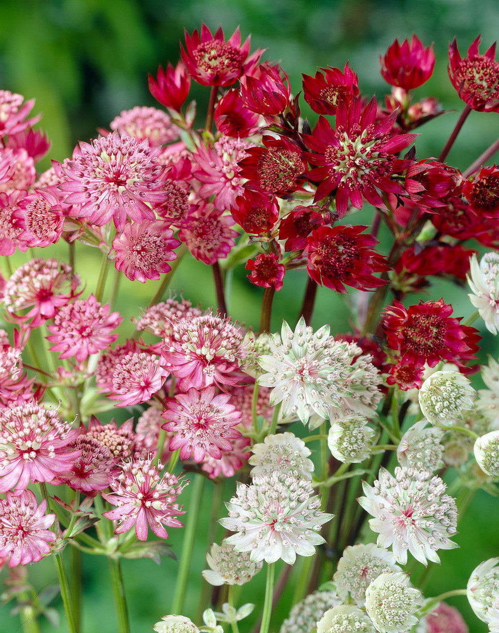 Mixed Astrantia Flower seeds for Planting - Colorful Display, Heirloom & GMO Free Seeds for Home Garden