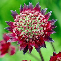 Purple Astrantia Flower seeds for Planting Shade Tolerant Heirloom & GMO Free Seeds for Home Garden
 
 Sale