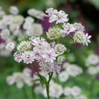 Mixed Astrantia Flower seeds for Planting - Shade Tolerant, Heirloom & GMO Free Seeds for Home Garden