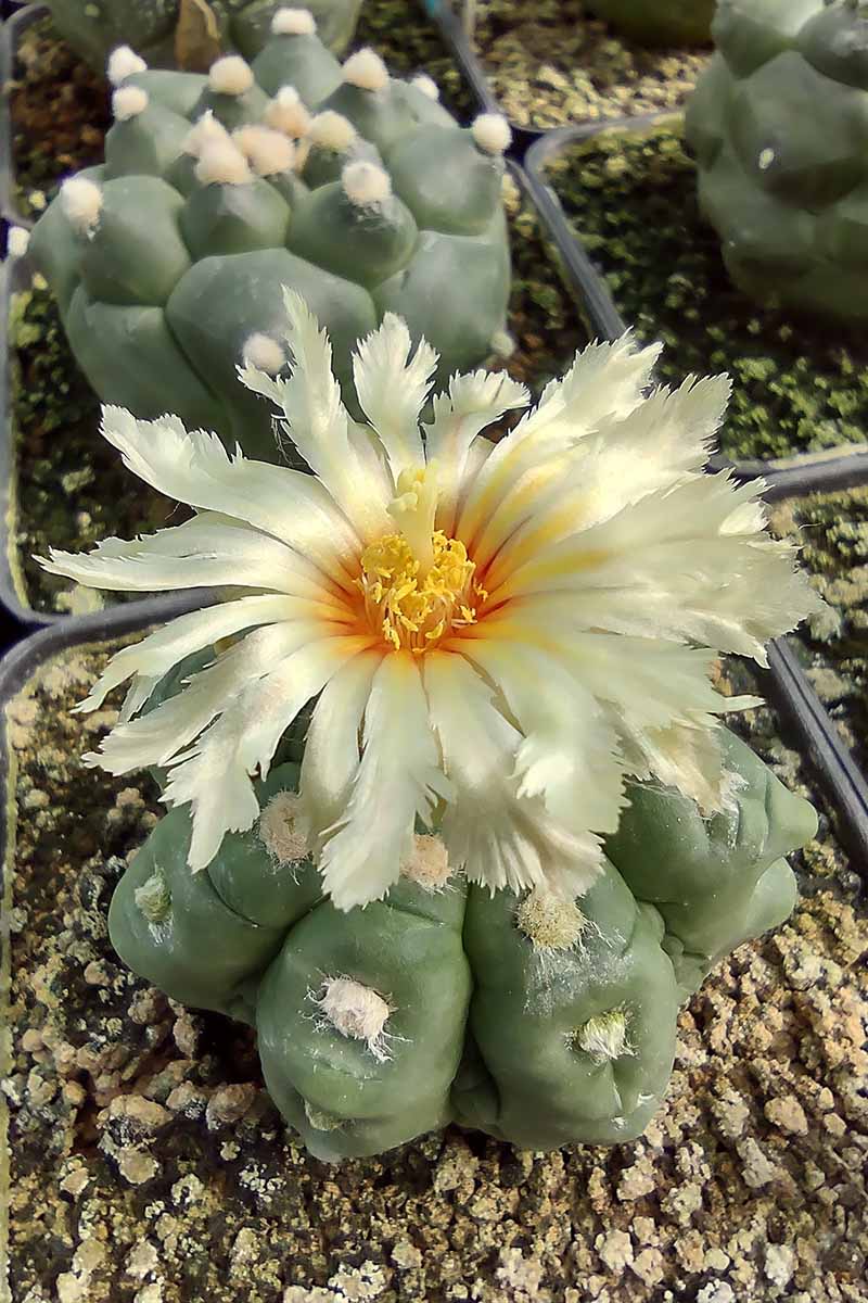 Astrophytum Flower seeds for Planting Fragrant Blossoms Heirloom & GMO Free Seeds for Home Garden 
 
 Sale
