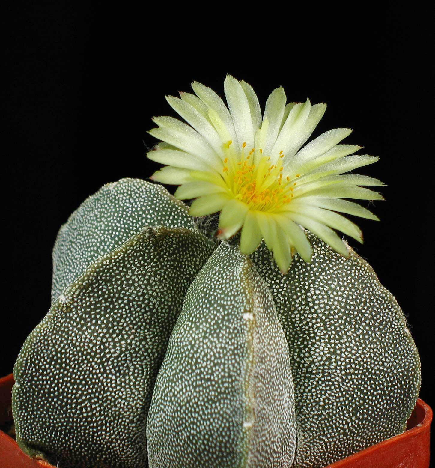Astrophytum Myriosrigma Flower seeds for Planting - Fragrant Blossoms, Heirloom & GMO Free Seeds for Home Garden