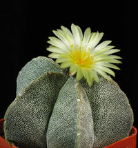 Astrophytum Myriosrigma Flower seeds for Planting - Fragrant Blossoms, Heirloom & GMO Free Seeds for Home Garden