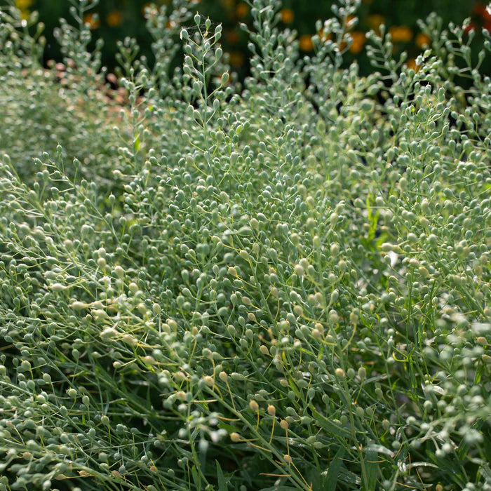 Cress Flower seeds for Planting - Easy to Grow, Heirloom & GMO Free Seeds for Home Garden