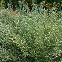 Cress Flower seeds for Planting - Easy to Grow, Heirloom & GMO Free Seeds for Home Garden