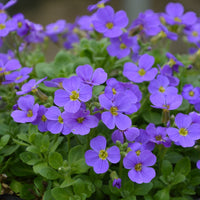 Blue Aubrieta flowering seeds for gardens
