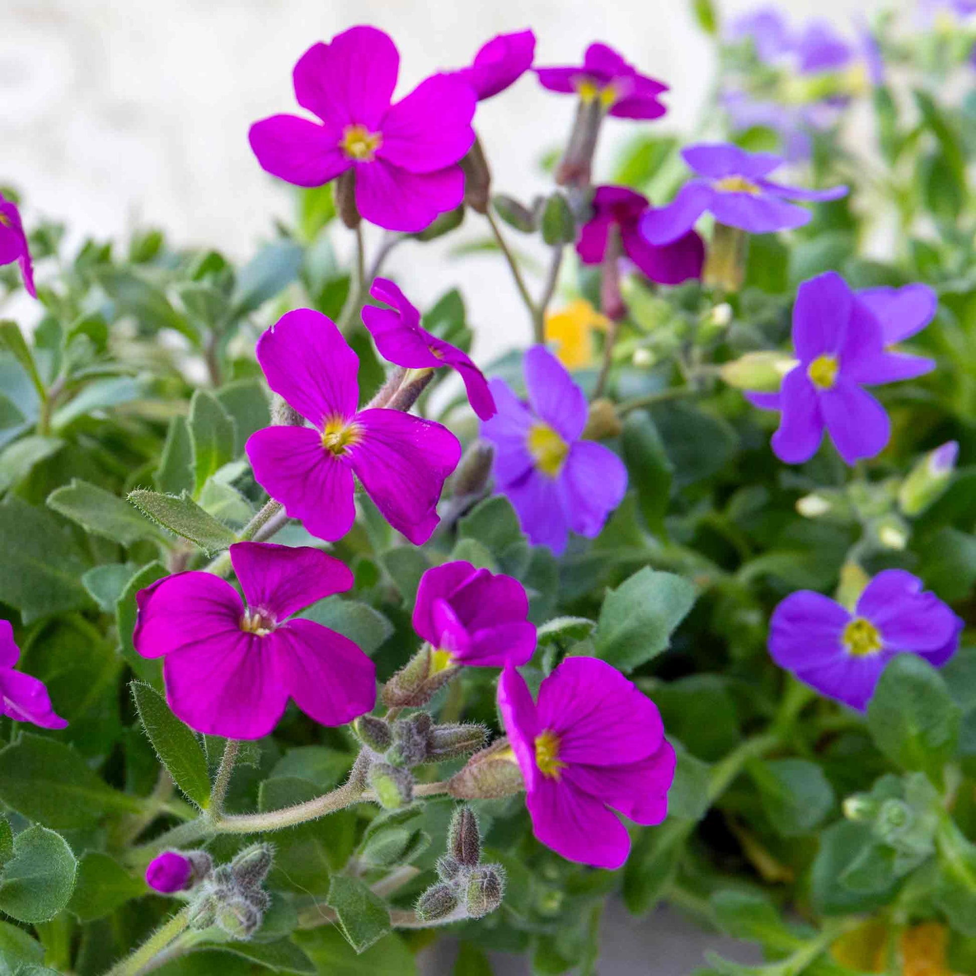 Mixed Aubrieta Flower Seeds for Planting Sun Loving Heirloom & GMO Free Seeds for Home Garden
 
 Sale