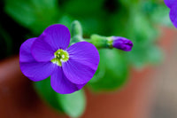 Non GMO Aubrieta Cascade seeds