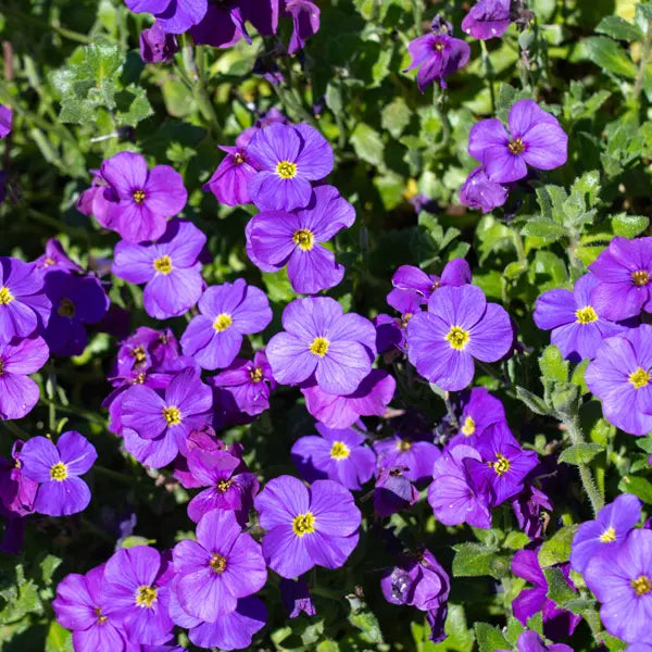 Blue Cress Cascade Flower seeds for Planting Shade Tolerant Heirloom & GMO Free Seeds for Home Garden 
 
 Sale