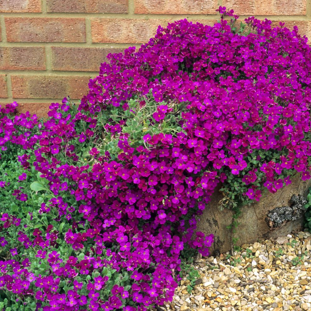 Purple Cascade Flower Seeds – Fragrant Blossoms Heirloom & NonGMO Seeds for Home Garden
 
 Sale