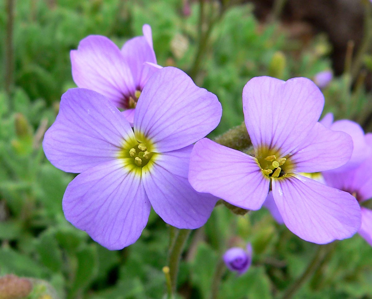 Aubrieta Flower seeds for Planting Vibrant Colors Heirloom & GMO Free Seeds for Home Garden