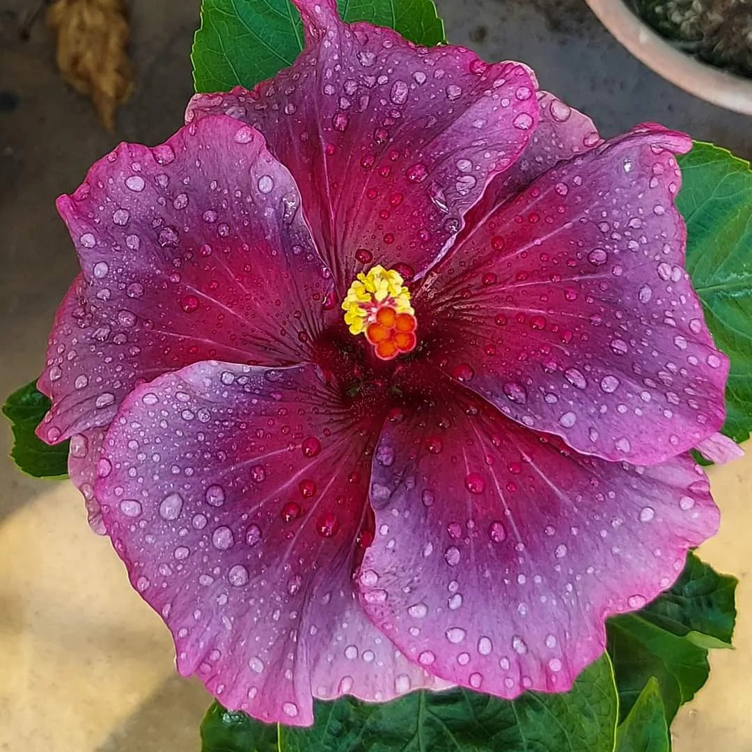 Purple Maroon Hibiscus Flower seeds for Planting - Colorful Display, Heirloom & GMO Free Seeds for Home Garden