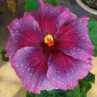 Purple Maroon Hibiscus Flower seeds for Planting - Colorful Display, Heirloom & GMO Free Seeds for Home Garden