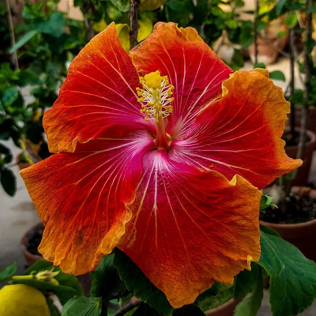 Hibiscus Flower seeds for Planting Wildflower Mix Heirloom & GMO Free Seeds for Home Garden 
 
 Sale