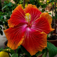 Hibiscus Flower seeds for Planting Wildflower Mix Heirloom & GMO Free Seeds for Home Garden 
 
 Sale