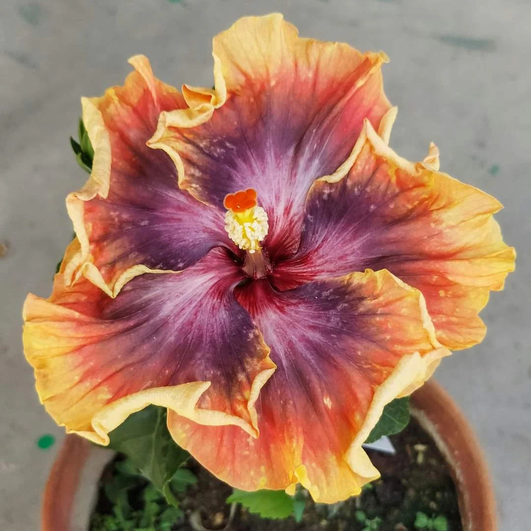 Black Orange Hibiscus Flower Seeds for Planting Pollinator Friendly Heirloom & GMO Free Seeds for Home Garden
 
 Sale