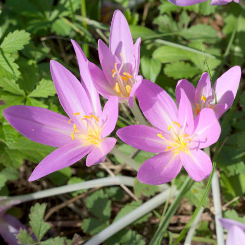 Autumn Crocus Flower seeds for Planting Garden Favorite Heirloom & GMO Free Seeds for Home Garden 
 
 Sale