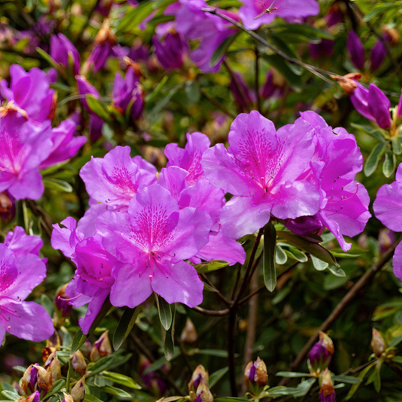 Purple Azalea Flower seeds for Planting - Easy to Grow, Heirloom & GMO Free Seeds for Home Garden