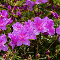 Purple Azalea Flower seeds for Planting - Easy to Grow, Heirloom & GMO Free Seeds for Home Garden
