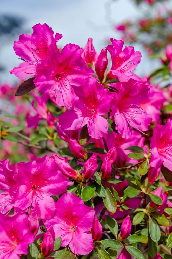 Multi-Colored Azalea Flower seeds for Planting - Vibrant Colors, Heirloom & GMO Free Seeds for Home Garden