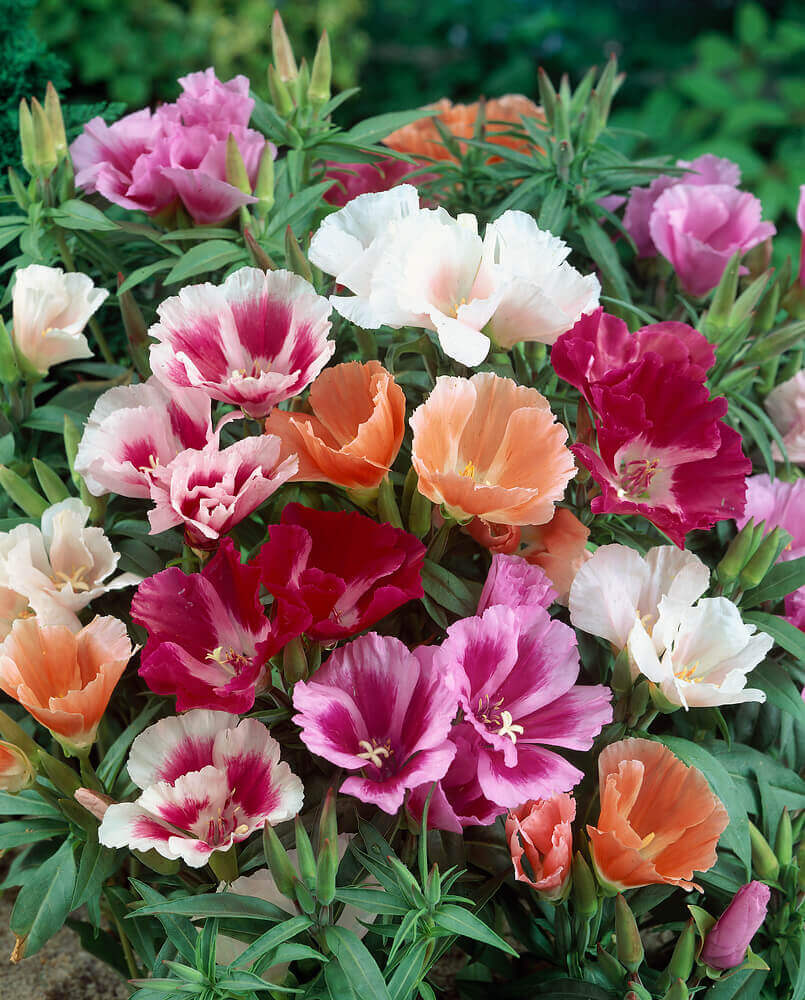 Azalea Flower Seeds Mix Flower seeds for Planting Low Maintenance Heirloom & GMO Free Seeds for Home Garden
 
 Sale