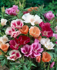 Azalea Flower Seeds Mix Flower seeds for Planting Low Maintenance Heirloom & GMO Free Seeds for Home Garden
 
 Sale