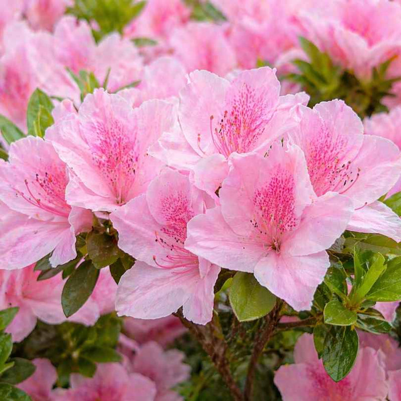 Light Pink Azalea Seeds for Delicate Planting