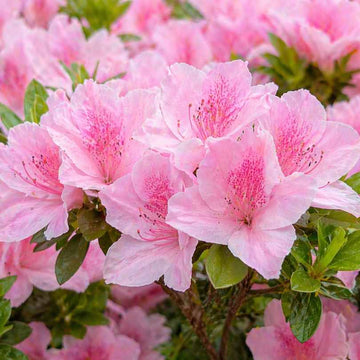 Light Pink Azalea Seeds for Delicate Planting