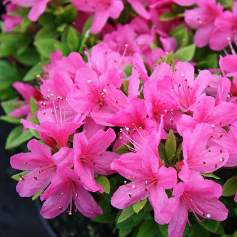Pink Azalea Flower seeds for Planting Cottage Garden Essential Heirloom & GMO Free Seeds for Home Garden 
 
 Sale