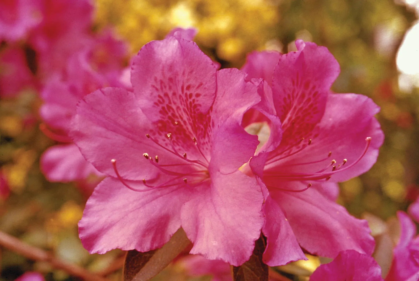 Rhododendron Flower seeds for Planting Compact Growth Heirloom & GMO Free Seeds for Home Garden