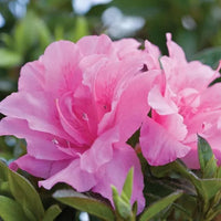 Azalea Seeds for Vibrant Planting