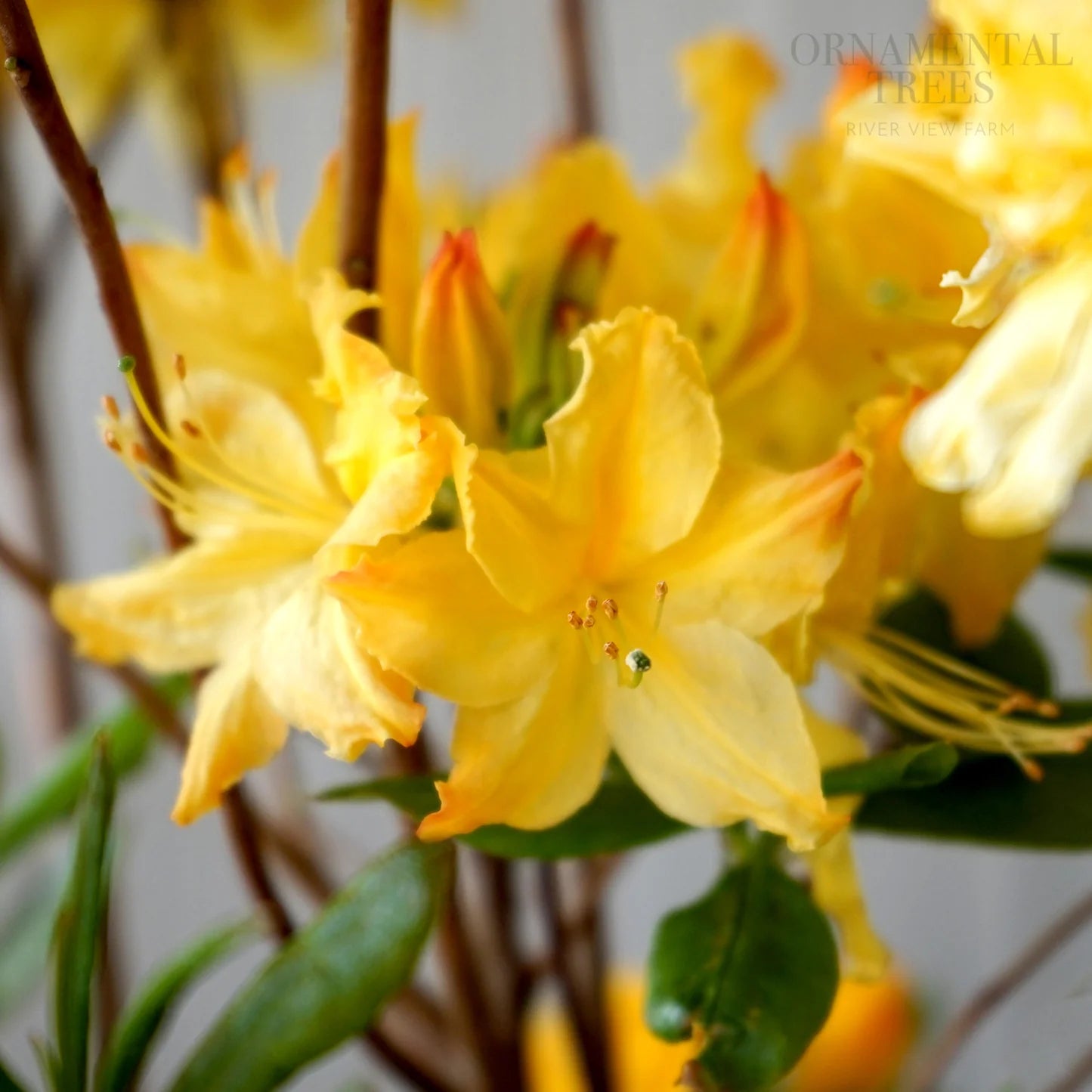 Dark Yellow Azalea Flower seeds for Planting Sun Loving Heirloom & GMO Free Seeds for Home Garden