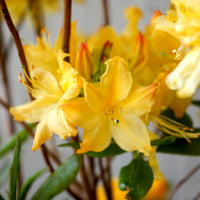 Dark Yellow Azalea Flower seeds for Planting Sun Loving Heirloom & GMO Free Seeds for Home Garden