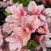 Azalea Pink Flower seeds for Planting - Garden Favorite, Heirloom & GMO Free Seeds for Home Garden
