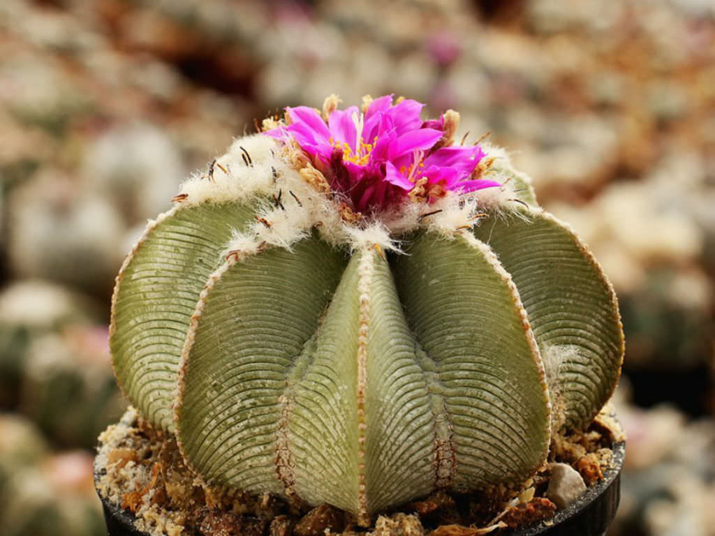 Aztekium Valdezii  Seeds for Planting