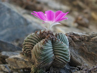Mixed Aztekium Valdezii Flower seeds for Planting - Fragrant Blossoms, Heirloom & GMO Free Seeds for Home Garden
